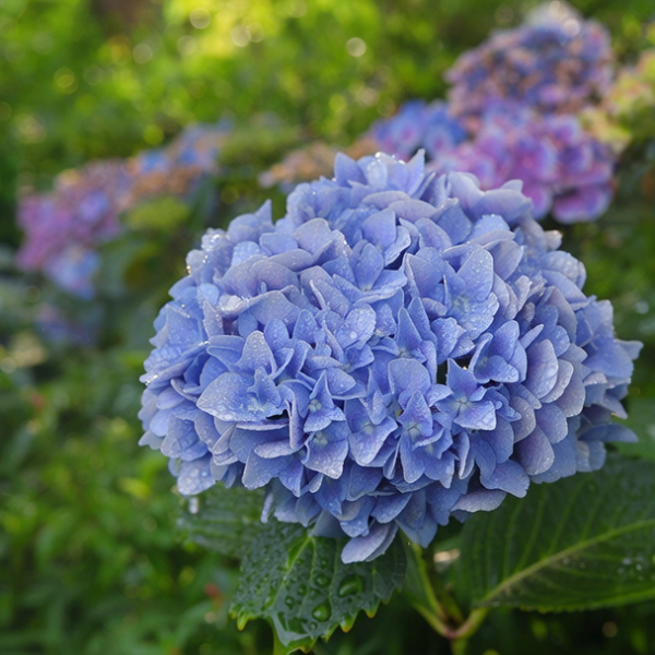 绣球花