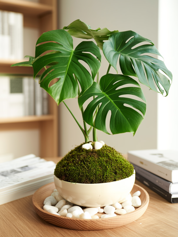 盆栽植物